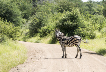 Fototapeta na wymiar pedestrian crossing with real zebra in south africa