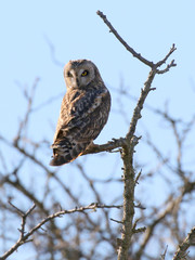 Short-eared Owl Perched on a Branch