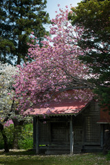 Pink cherry blossom tree (sakura) over japanese ancient building