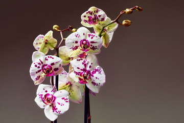 White and purple blooming orchid bouquete, close up, spring time
