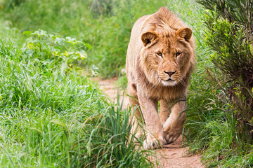 Lion Walking Down a Dirt Path