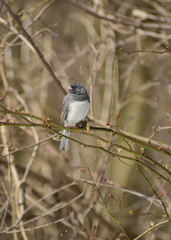Dark Eyed Junco bird perched on a thorny vine of small red berries, with dense bushes in soft focus at the background.
