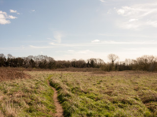 Fototapeta premium Fields and Trees
