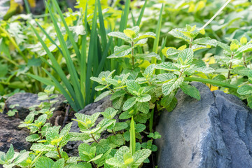 fresh herbs in garden
