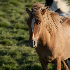 Obraz premium Iceland