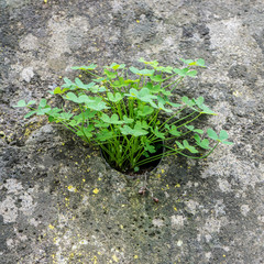 Plant finds a way to survive/plant in a brick wall