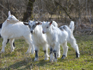 Fototapeta na wymiar Adorable baby goat on field in early spring