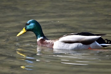 Eine Stockente schwimmt im Wasser der Raab bei Gleisdorf (Nahaufnahme)