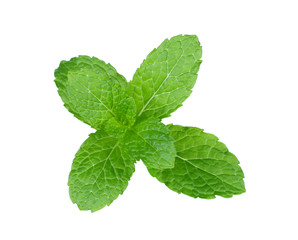 mint leaf on white background