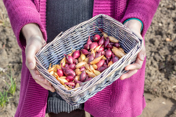 steckzwiebeln im korb