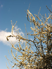 Tree in Sky