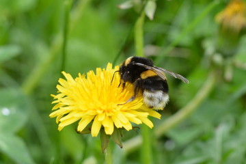 bee
