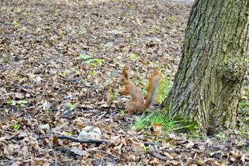 Naklejka na ściany i meble Little squirrel in a city park