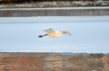 Fototapeta na wymiar Great Egret flying over frozen river in sunlight in the winter