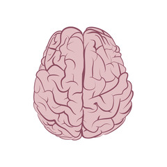 Human brain. Vector