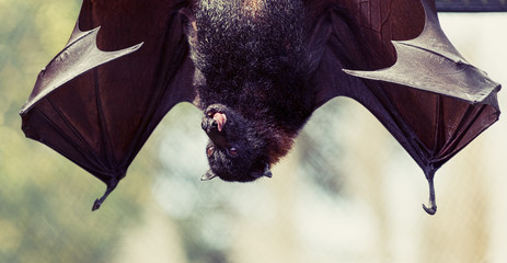 Bat Hanging Upside Down Licking its Nose