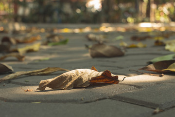 Dry leaves on the floor In the evening