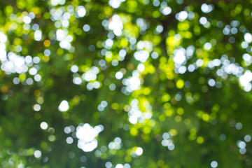 Fototapeta premium Green Bokeh background