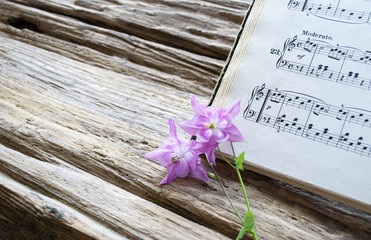 Altes Notenblatt mit rosa Akelei (Aquilegia), Treibholz / Holz Hintergrund 