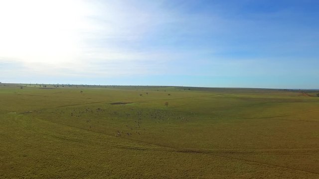 Cattle on pasture in the state of mato grosso in Brazil. July, 2016.