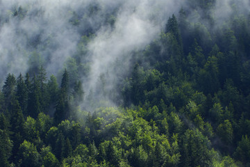 Nuage de brume sur une forêt de sapins en montagne de Savoie