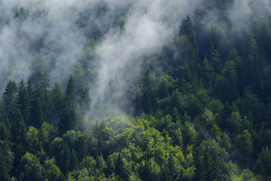 Nuage de brume sur une forêt de sapins en montagne de Savoie