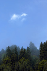 Cimes de sapin d'une forêt des Alpes sous le ciel bleu