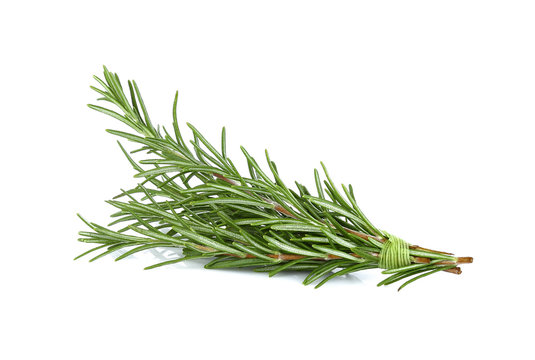 Rosemary isolated on white background