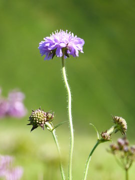 Acker-Witwenblume
