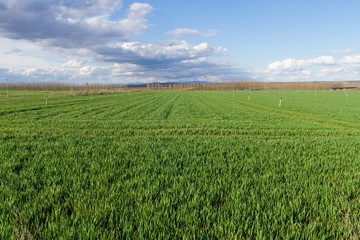 Campos verdes de Cereales  con sistema de Riego por Aspersion y arboledas de chopos al fondo