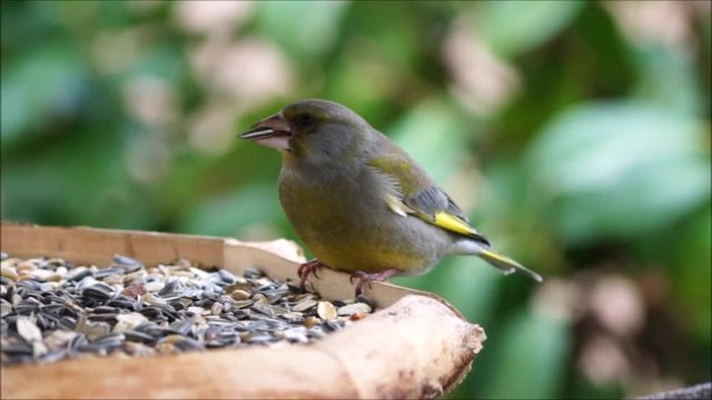 Gr&uuml;nfink (Carduelis chlori