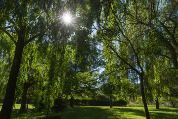 Fototapeta premium El Sol penetrando en Arboleda de Sauces y Abetos 