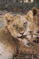 Obraz na płótnie Canvas Lion cub