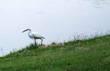 Nicely posed great egret on the grass floor ,Thailand