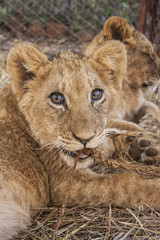 Lion cub