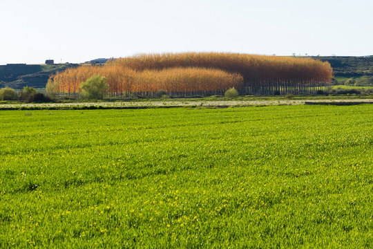  Campos cultivados con Plantaciones de Chopos brotando en Primavera