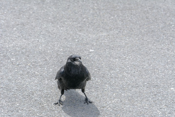 Rabe schaut in die Kamera - Krähe