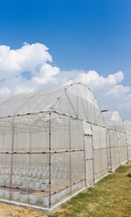Obraz premium plant crops