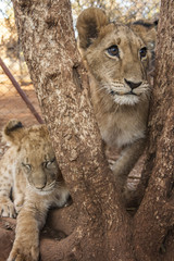 Fototapeta na wymiar Lion cub