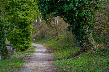 Wanderweg im Wald