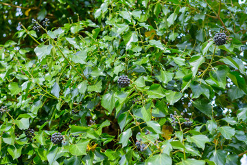 Grüner Strauch mit Beeren