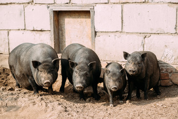 Household A Large Black Pigs In Farm. Pig Farming Is Raising And