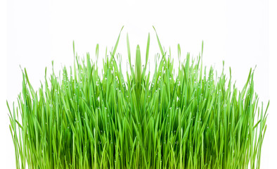 Fototapeta na wymiar green grass isolated on a white background