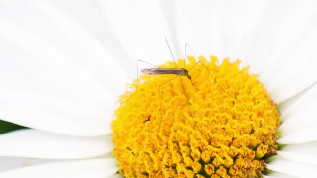 Mosquito na margarida.