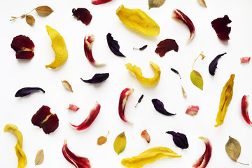 Red and yellow petals of flowers on white background, top view
