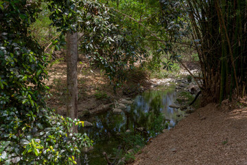 Tropical island. Trip.Natural Park. Trinidad.
