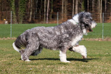 Fototapeta premium Bearded Collie Dog running