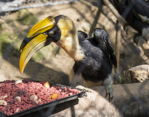 Feeding Malay Gomray Hornbill © Keith Johnson