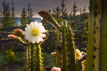 flora e fauna delle ande