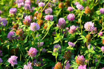 Red clover close up.